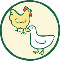 Chicken & Duck