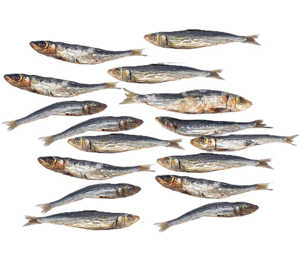 Sardines — 1