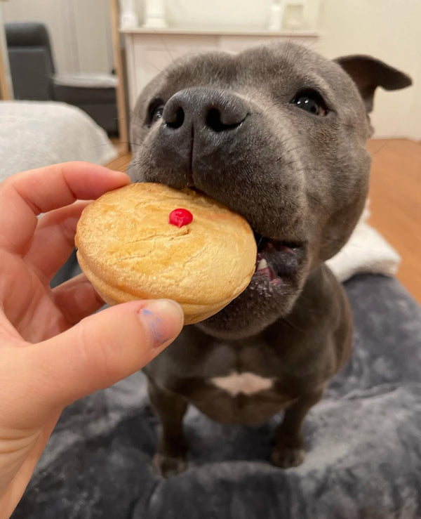 Doggy Party Pie — 1
