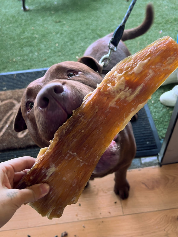 XL Beef Tendon 30cm — 1