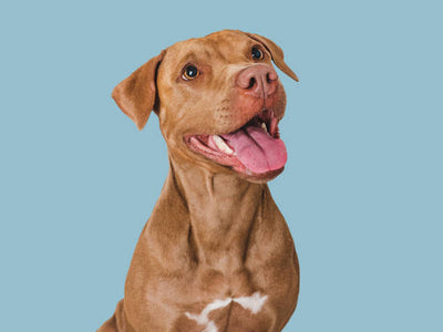 Hypoallergenic