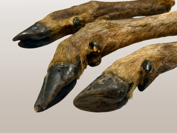 Deer Legs w/ Fur & Hooves — 1