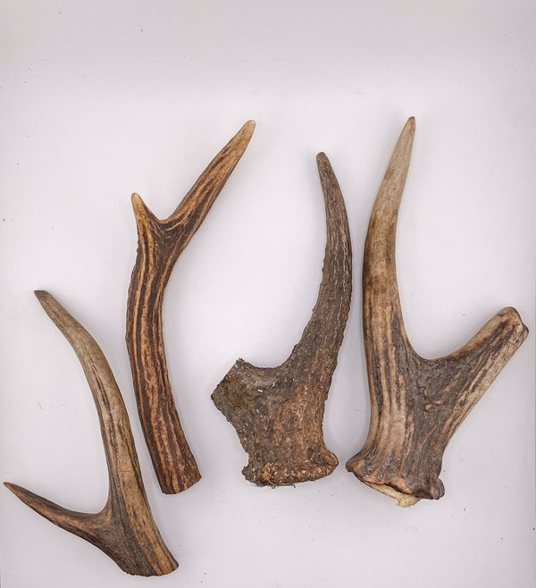 Deer Antler (M - L - XL - XXL)