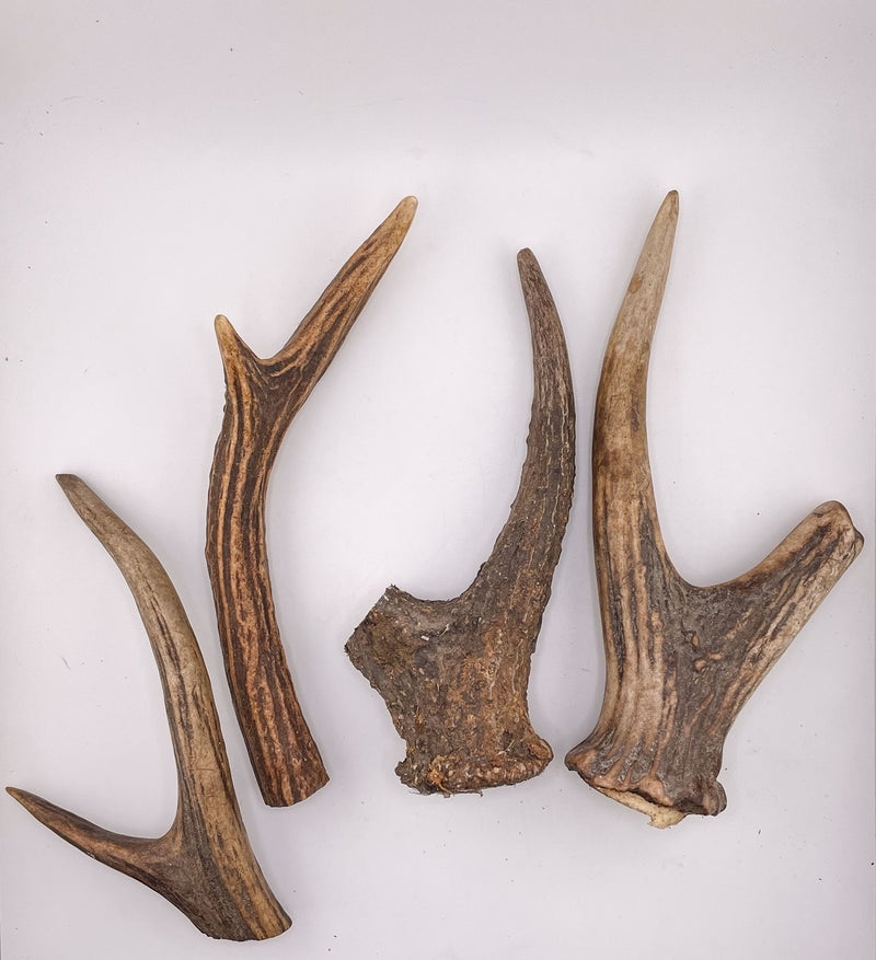 Deer Antler (M - L - XL - XXL)
