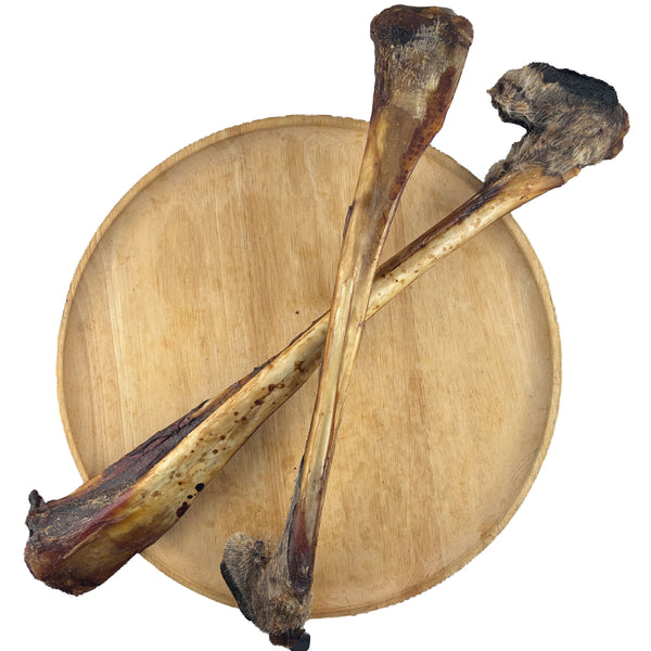 Kangaroo Leg Bone — 1