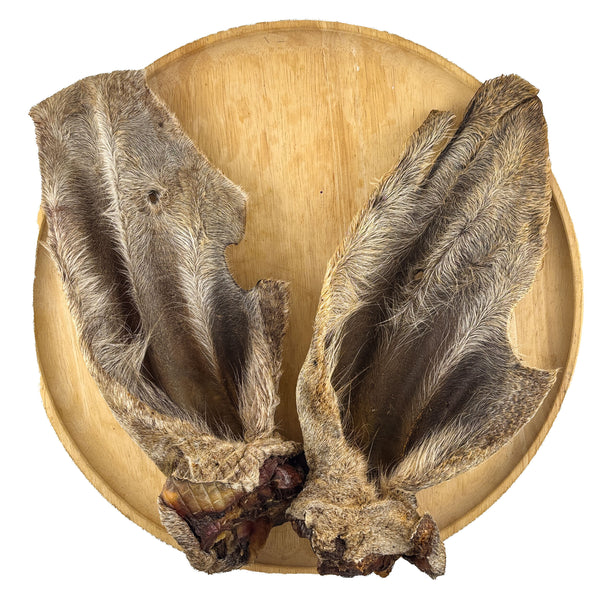 XXL Wagyu Hairy Cow Ear with Lobe — 1