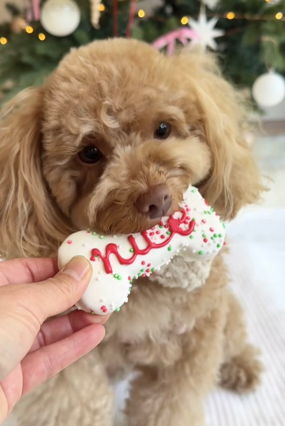 Christmas Nice Cookie — 1