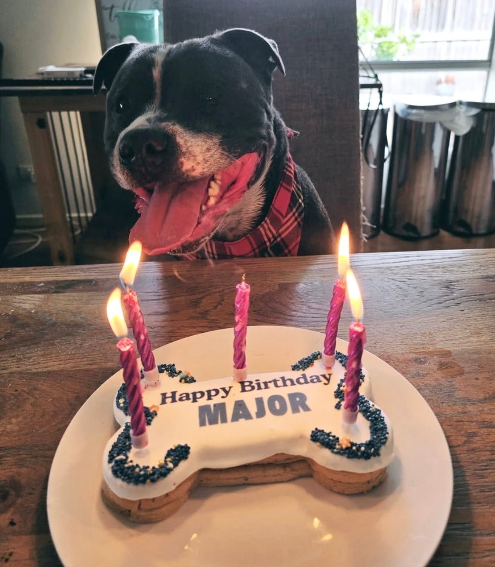 3-Tier Gotcha Day Bone Cake (17cm) — 1