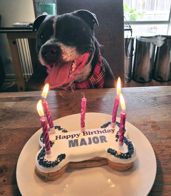 3-Tier Gotcha Day Bone Cake (17cm) — 1