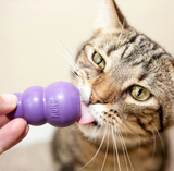 KONG Kitty Kong