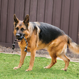 KONG Dog Extreme Ball w Rope