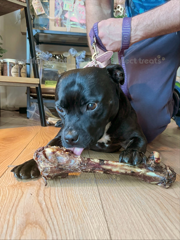 XL Kangaroo Femur Bone - 1pc — 1