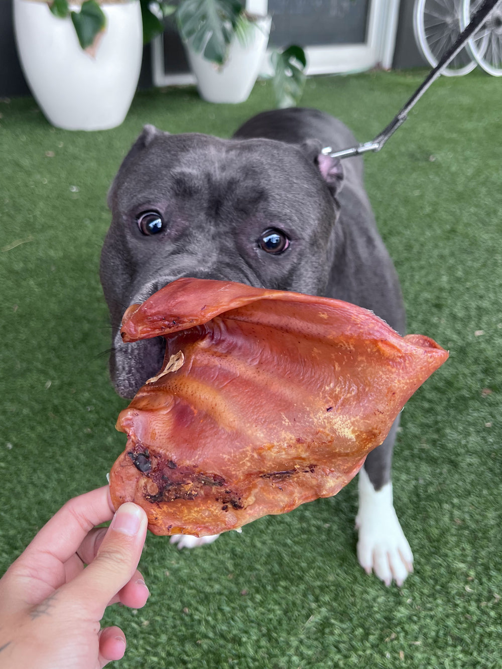 Australian Pig Ear — 1