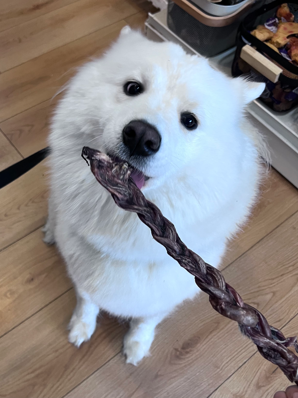 Braided Pig Pizzle 250g