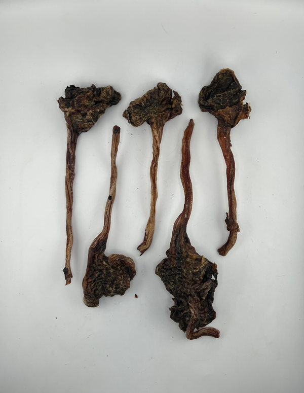 Kangaroo Tendon - Dental Chews