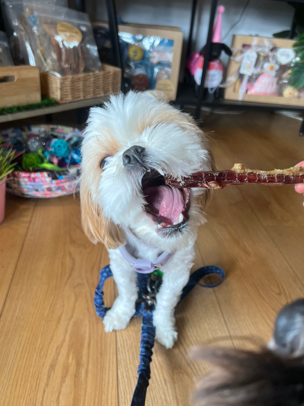 Bull Pizzle — 1