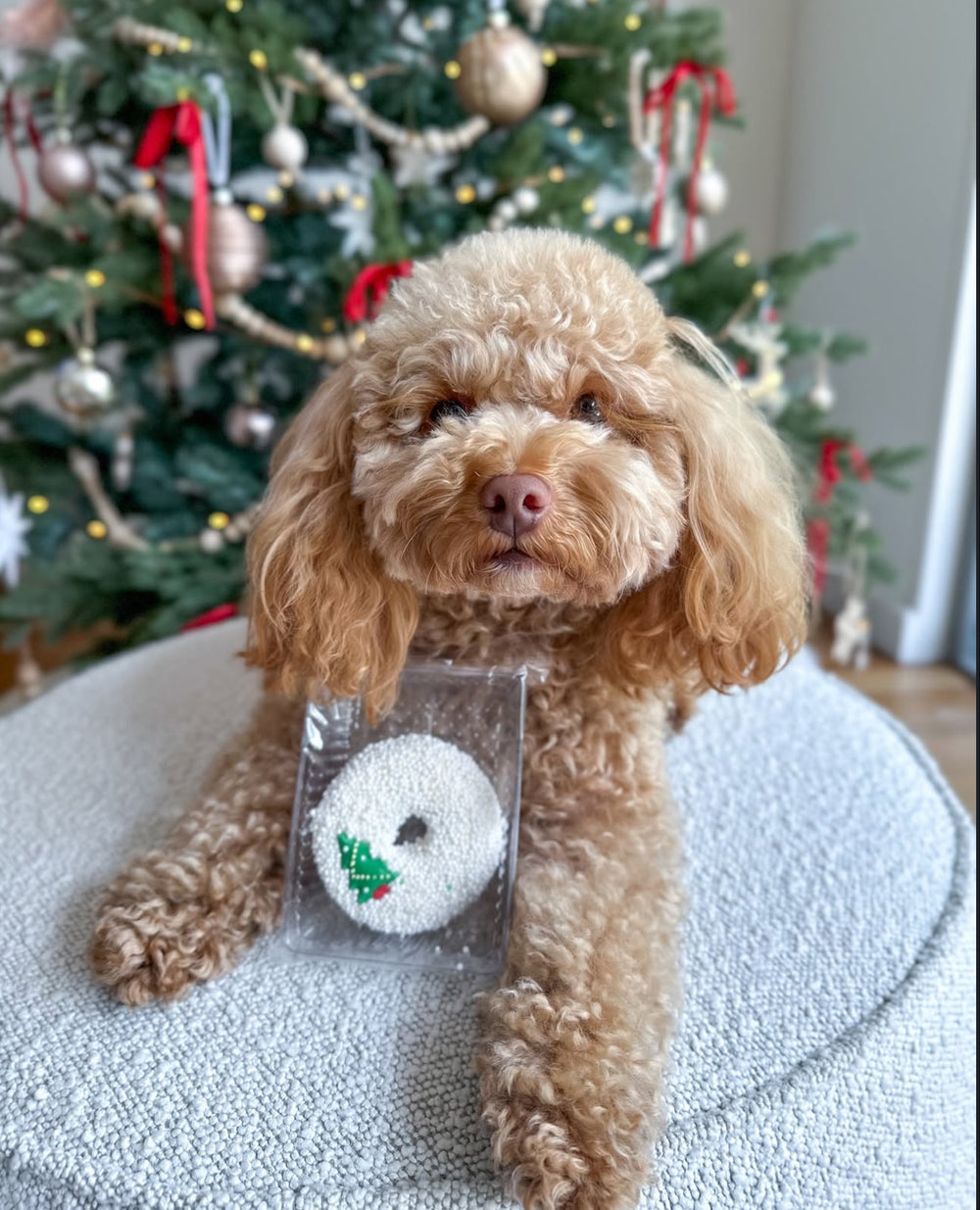 Doggy Christmas White Donut