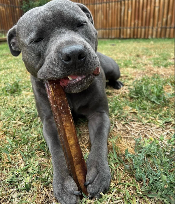 Large Bull Chew - 20cm (1pc/250g) — 1