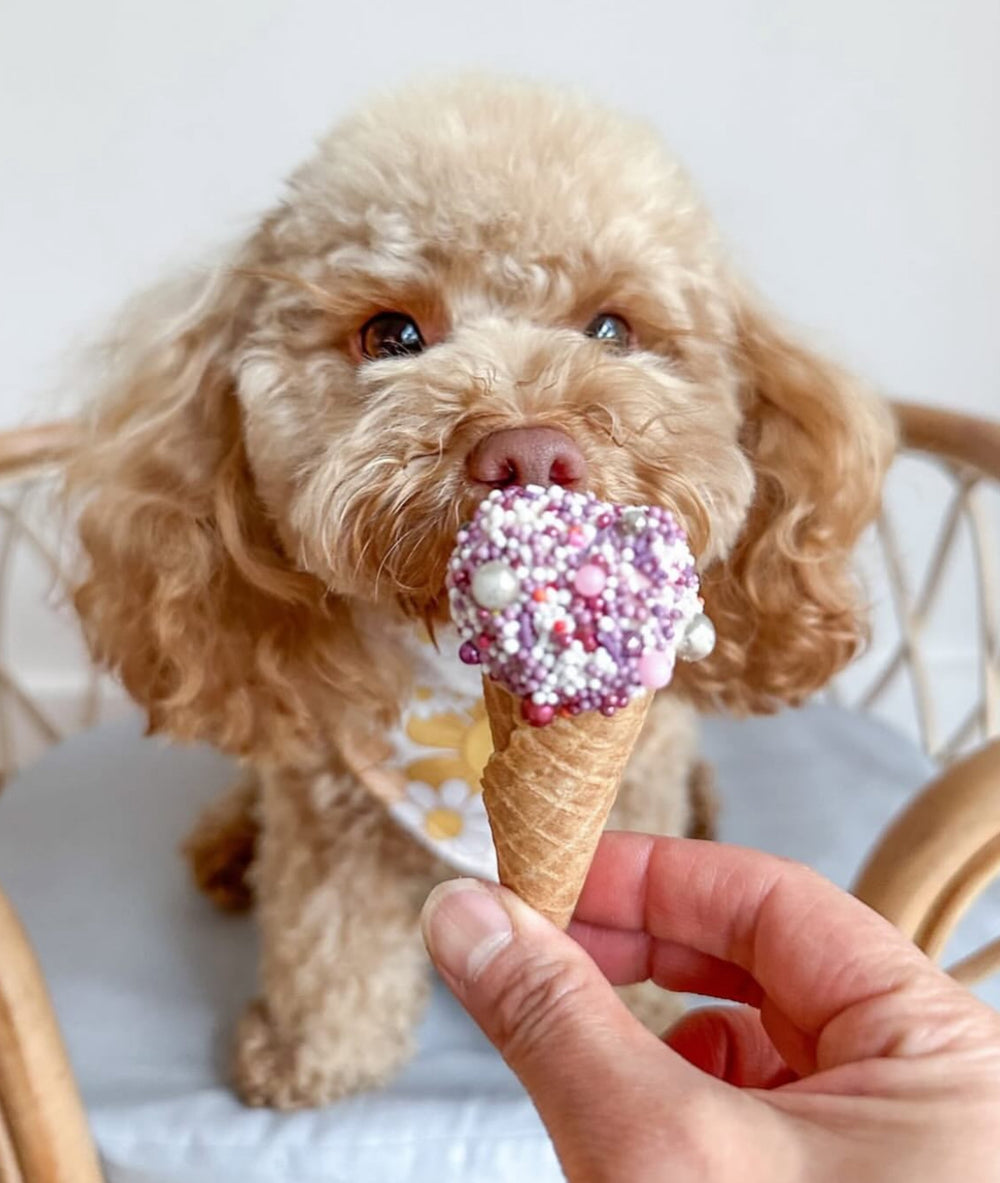 Doggy Ice-Cream — 1